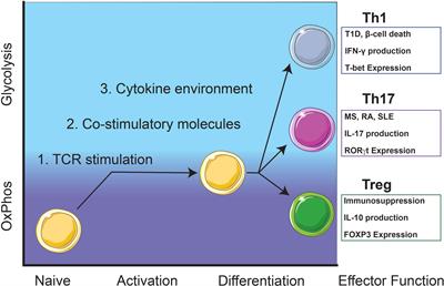 Targeting Mitochondrial-Derived Reactive Oxygen Species in T Cell-Mediated Autoimmune Diseases